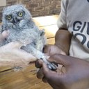 Spotted Eagle Owlet (Bubo africanus) being ringed in Honeydew