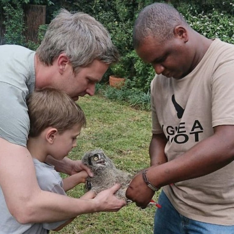 Spotted Eagle Owlet (Bubo africanus) being ringed