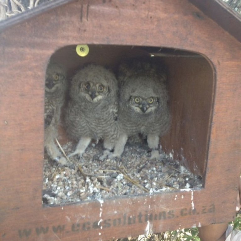 Spotted Eagle Owlets (Bubo africanus)