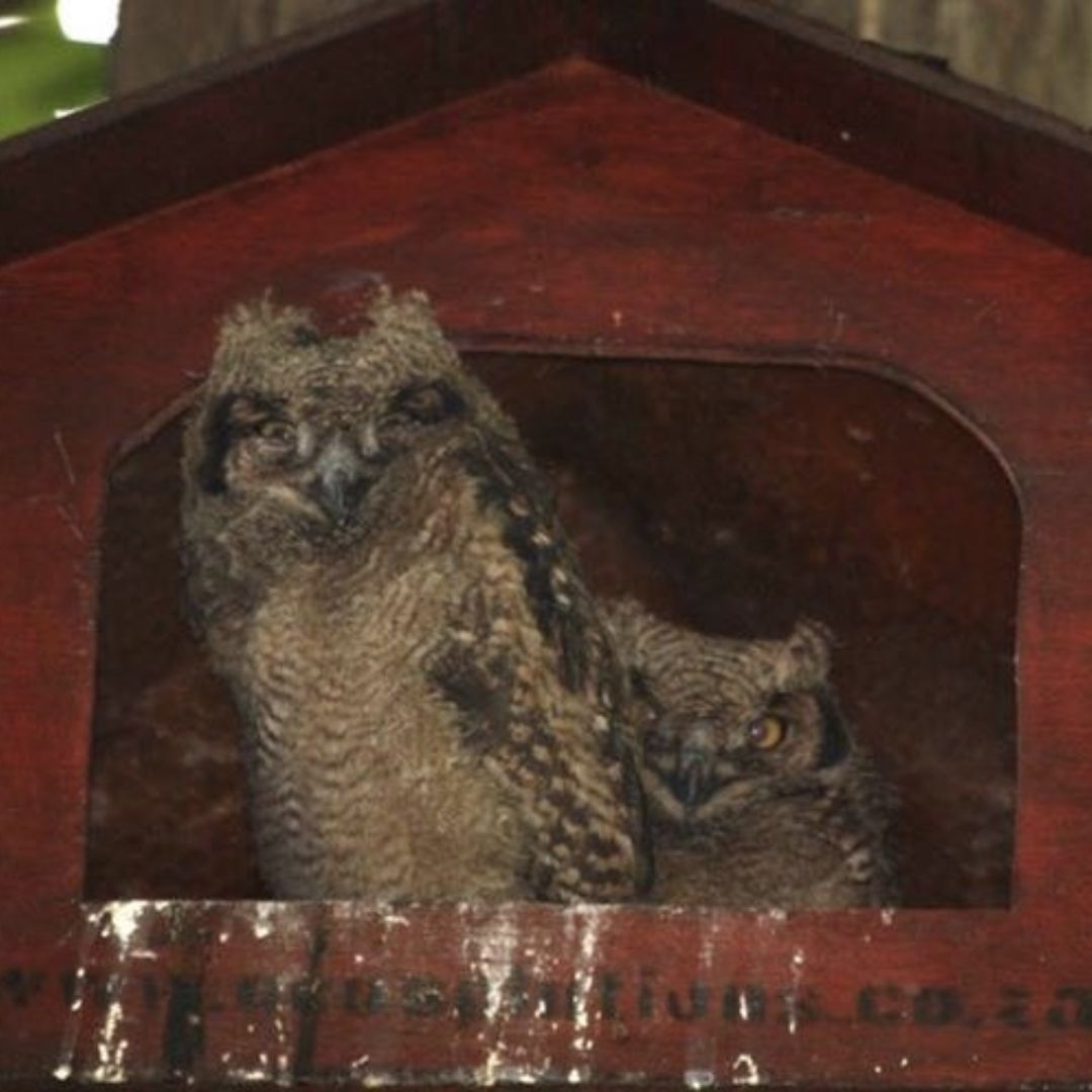 Spotted Eagle Owls (Bubo africanus)