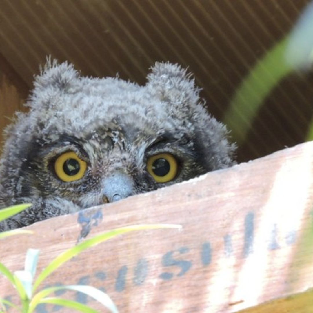 Spotted Eagle Owlet (Bubo africanus)