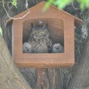 Occupied Spotted Eagle Owl (Bubo africanus) box