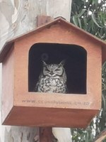 Owl boxes