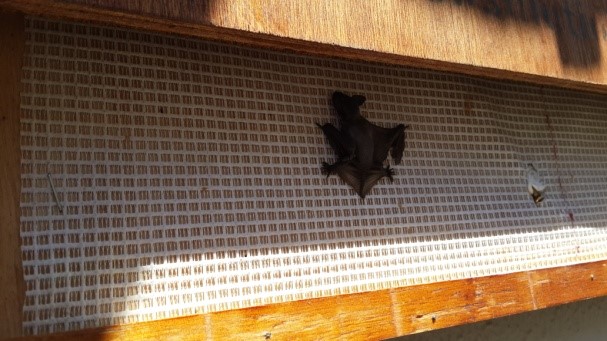 Batty about Bats 1