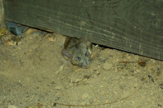 Rodent Sneaking through Gap