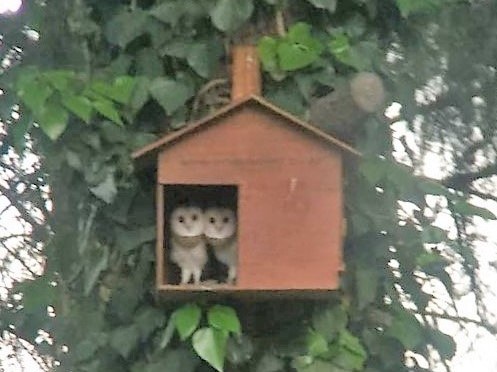Barn Owl Box (2).jpeg