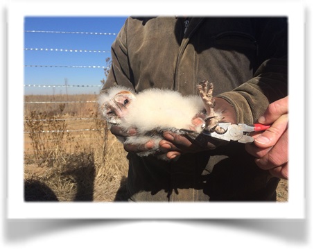 owl ringing