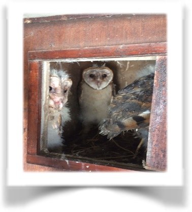 owls in box 3