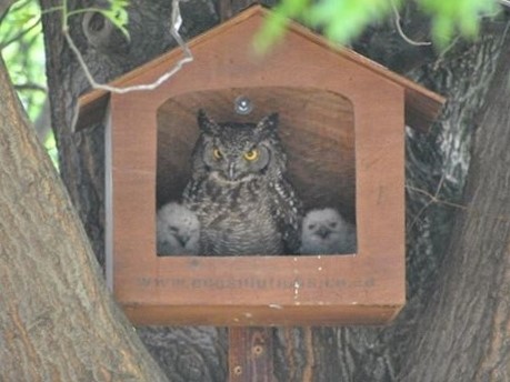 LSpotted Eagle Owl box1.jpg