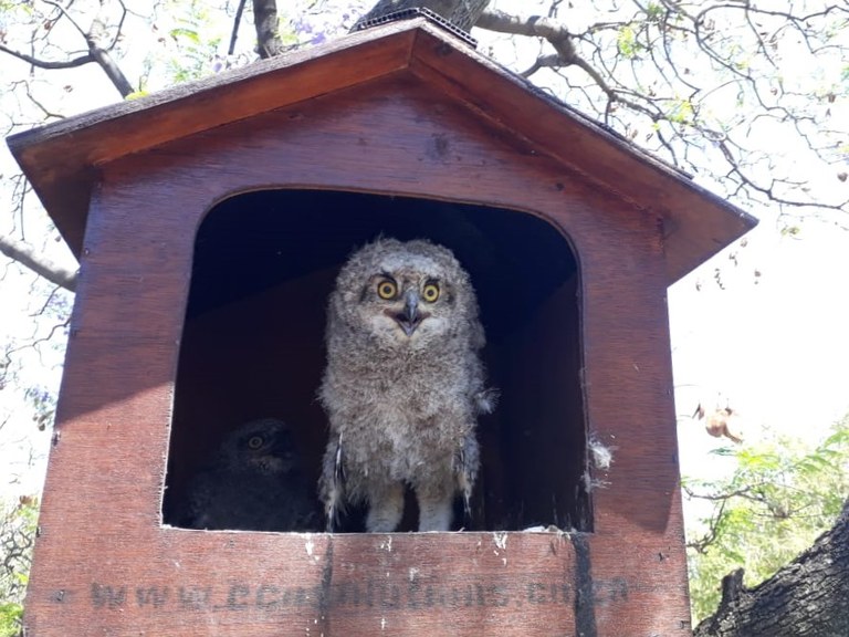 Owls Peter