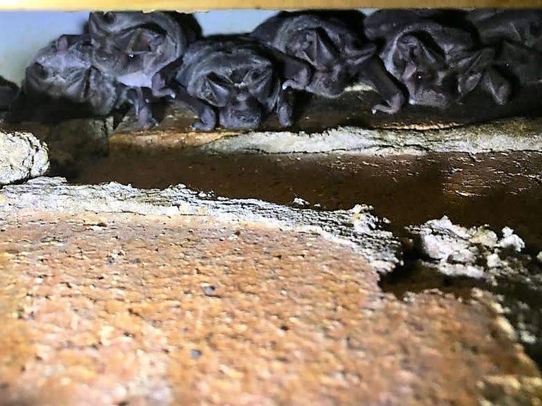 Bats Botswana BIUST
