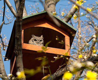 Occupied Owl Box2