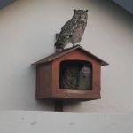 Occupied Owl Box4