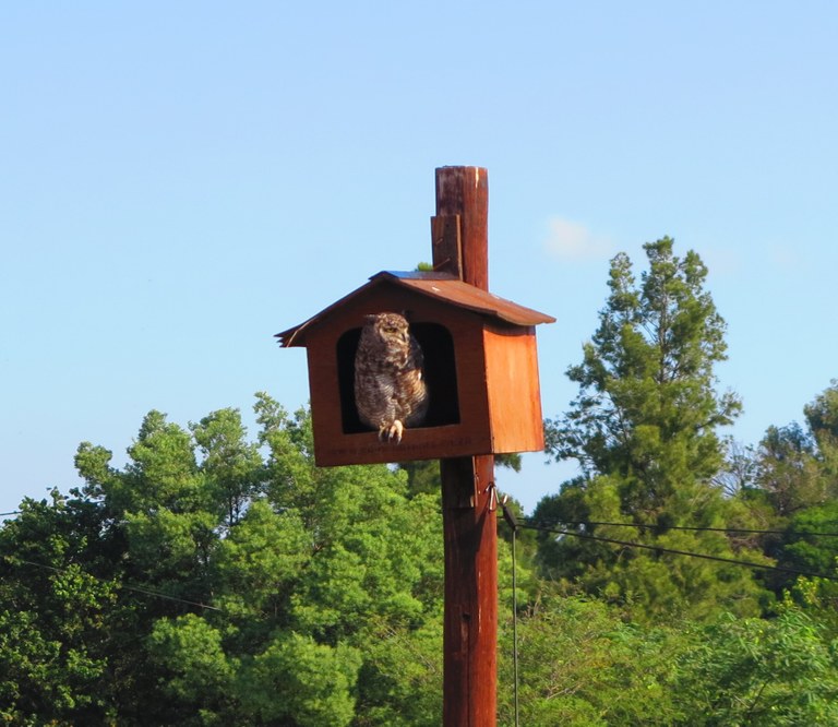 Occupied Owl Box