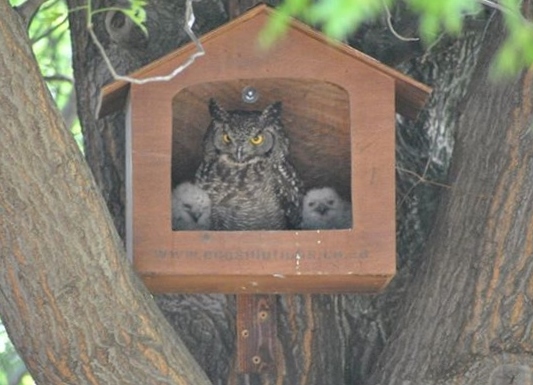 Spotted Eagle Owl Box.jpg
